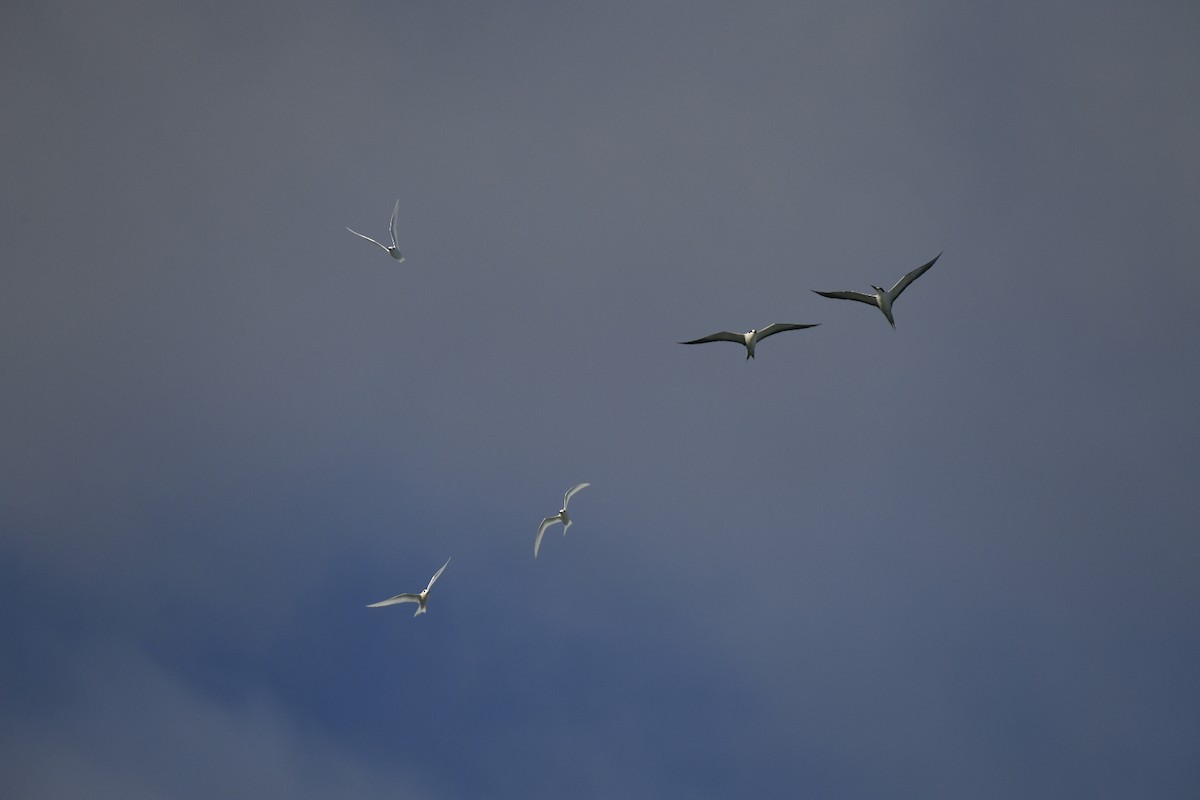 Blue-billed White-Tern - ML626672884