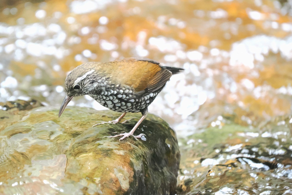 Sharp-tailed Streamcreeper - ML626672903