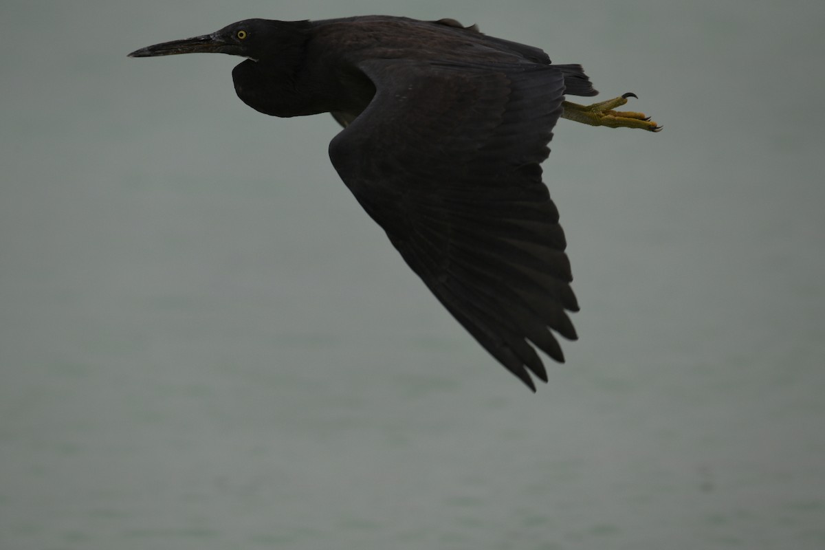 Pacific Reef-Heron - ML626672906