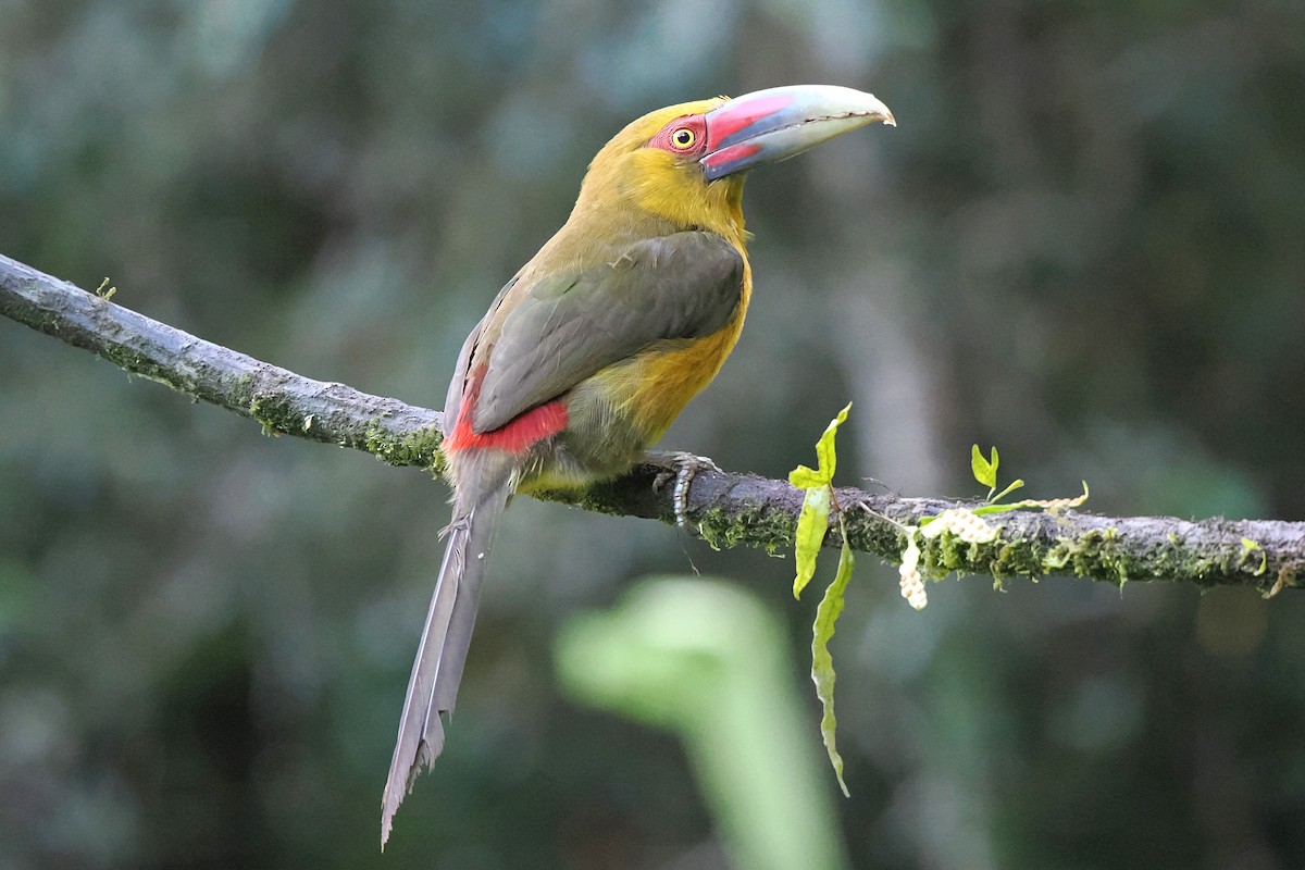 Saffron Toucanet - ML626672932
