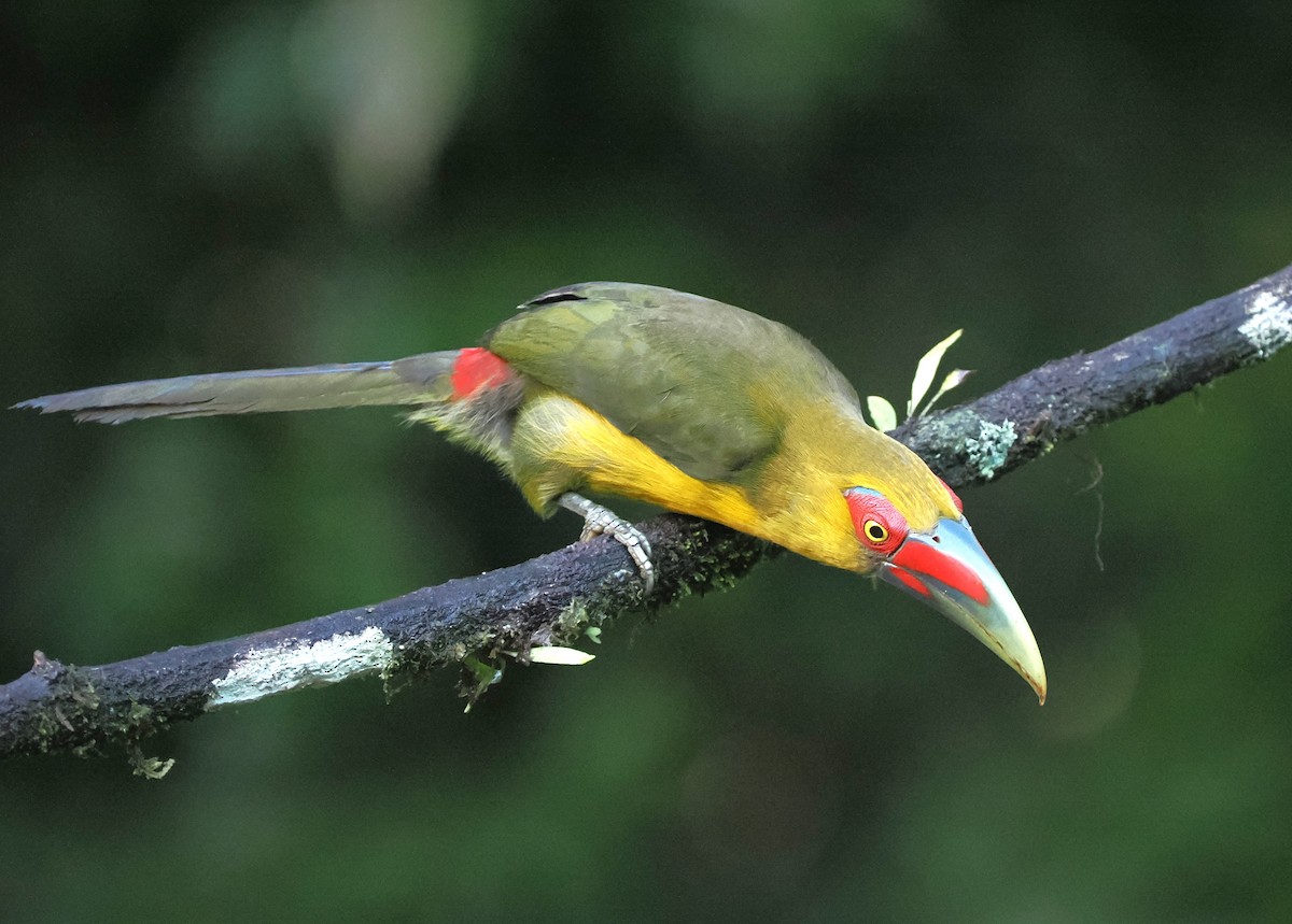 Saffron Toucanet - ML626672956