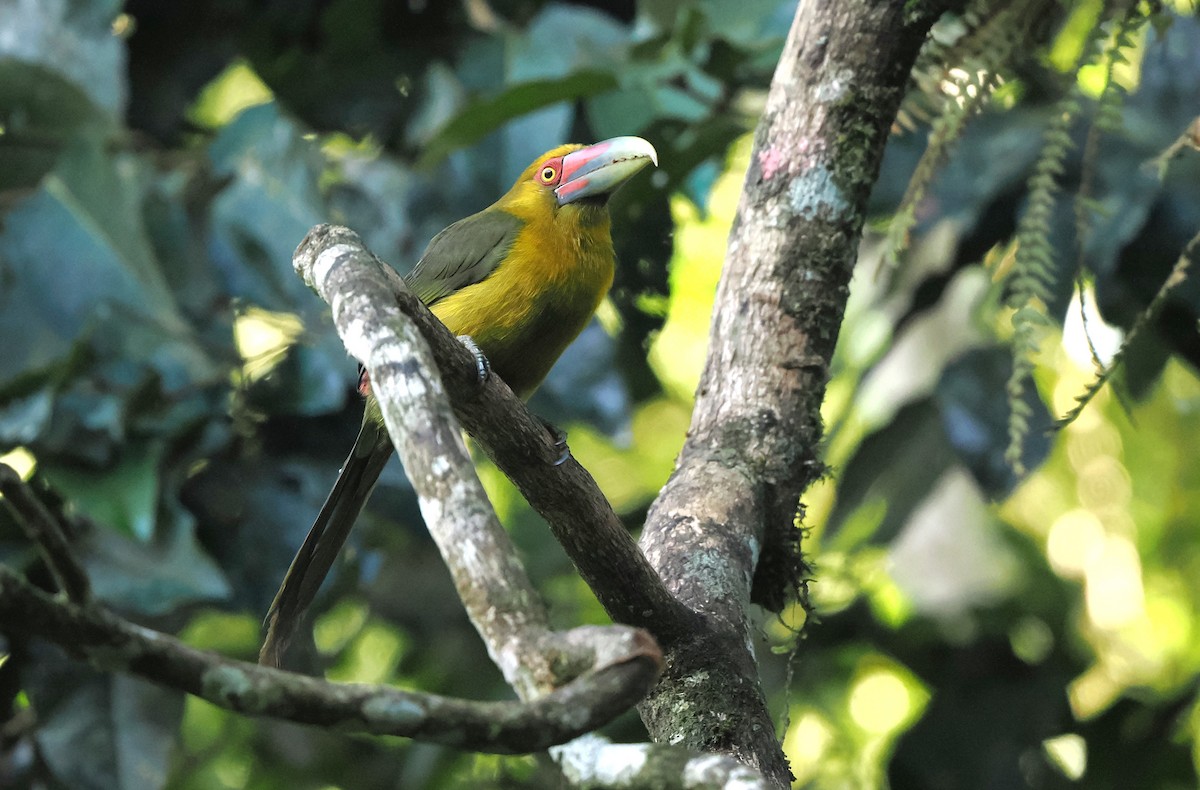 Saffron Toucanet - ML626672977