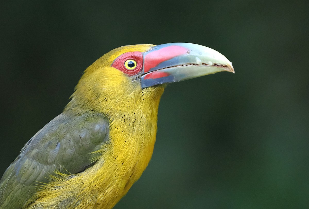 Saffron Toucanet - ML626672987