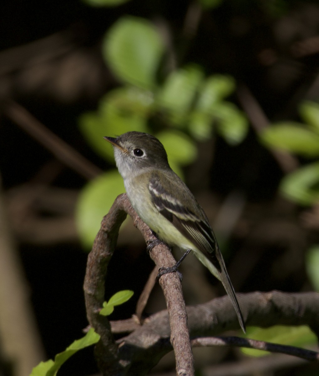 Least Flycatcher - ML626673105