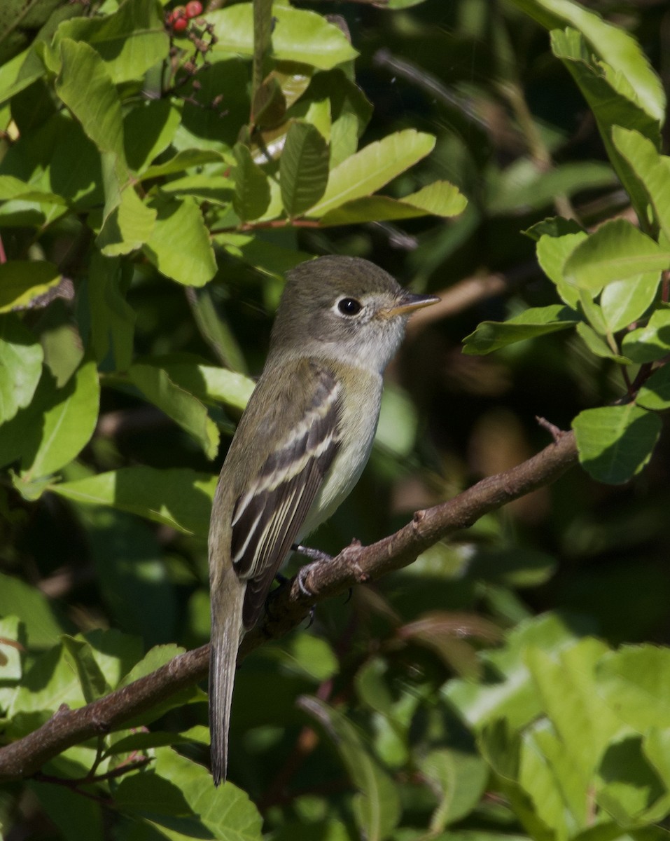 Least Flycatcher - ML626673106