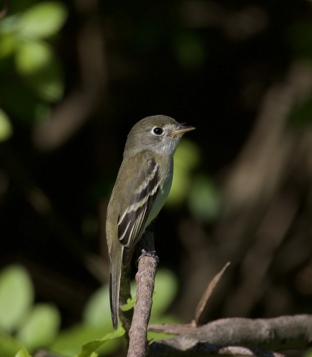 Least Flycatcher - ML626673107