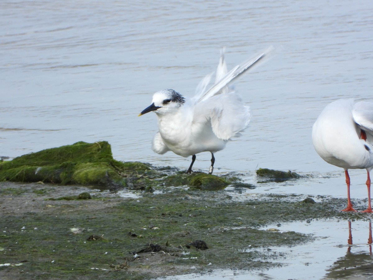 Sandwich Tern - ML626673129