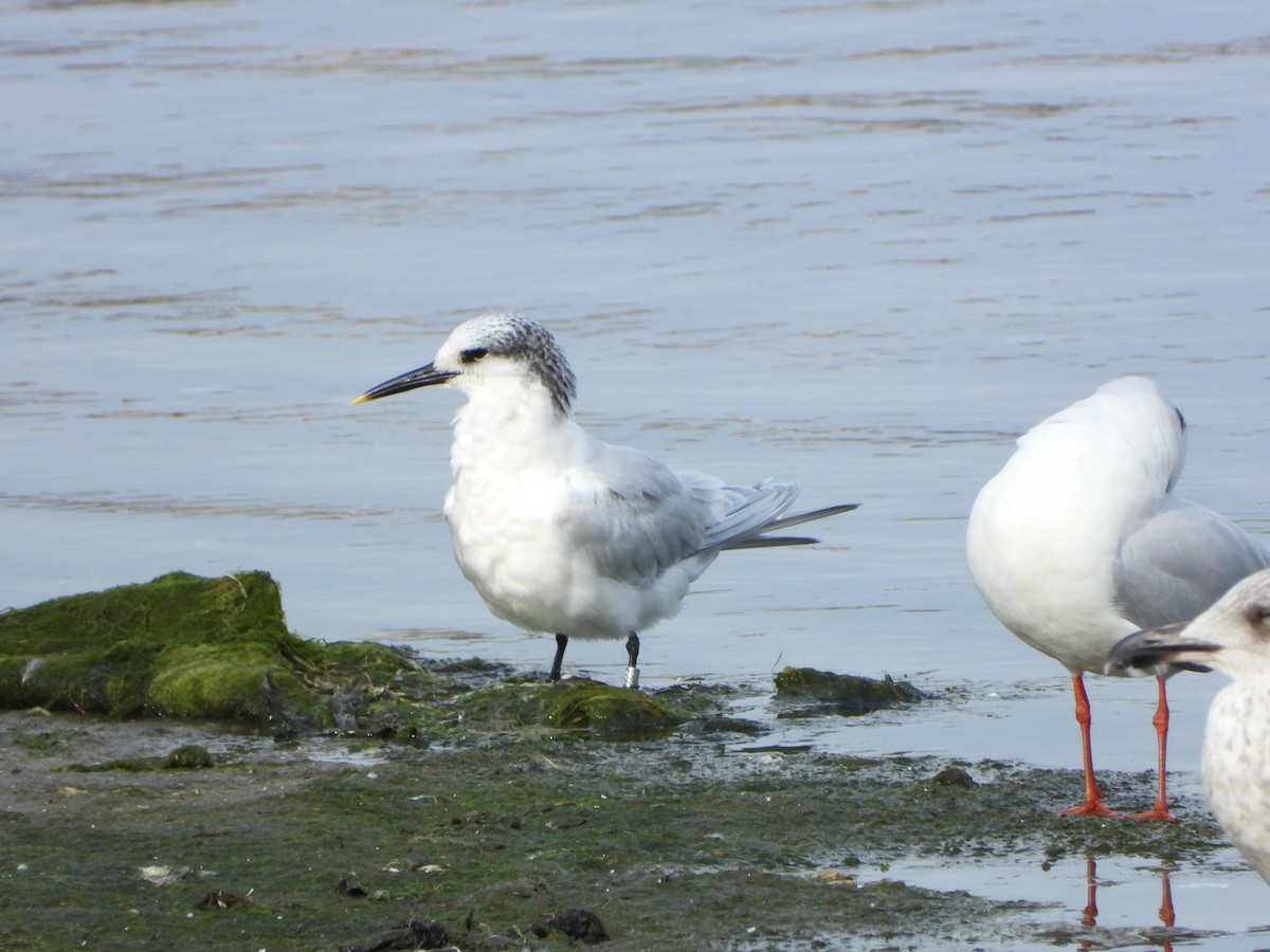 Sandwich Tern - ML626673130