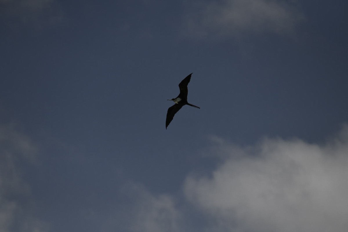 Great Frigatebird - ML626673630
