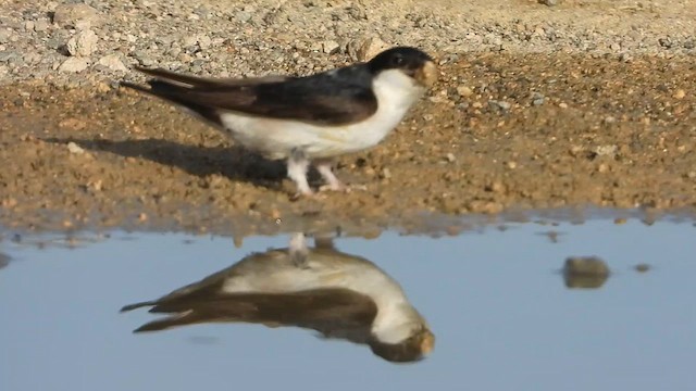 Хүрээний хараацай - ML626673672