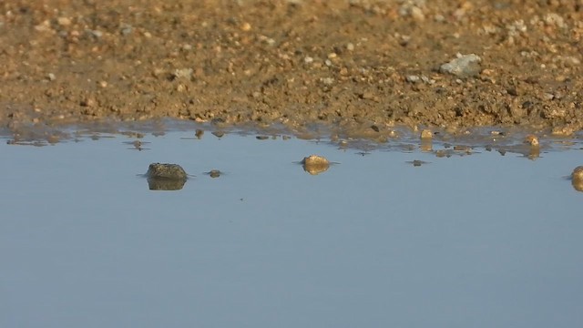 Хүрээний хараацай - ML626673683