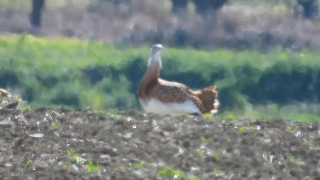 stortrappe - ML626673829