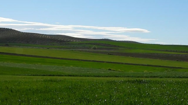 stortrappe - ML626673831