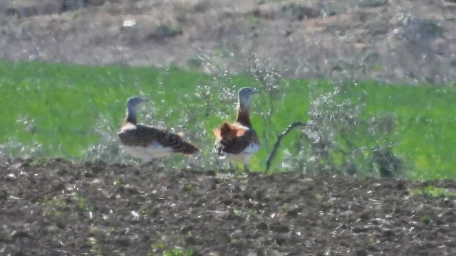 stortrappe - ML626673836