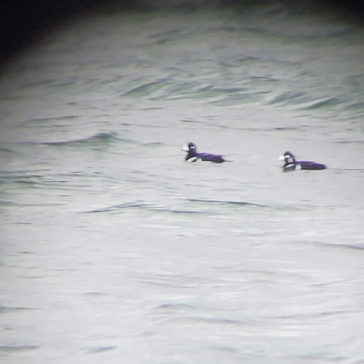 kačka strakatá - ML626673920