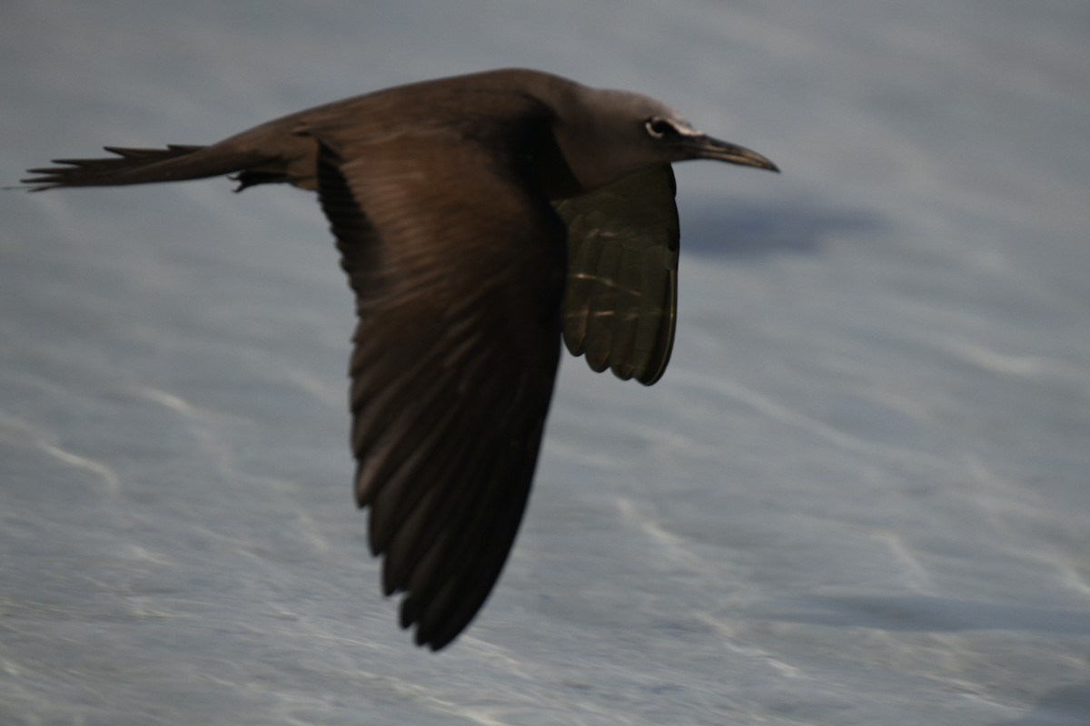 Brown Noddy - ML626673958