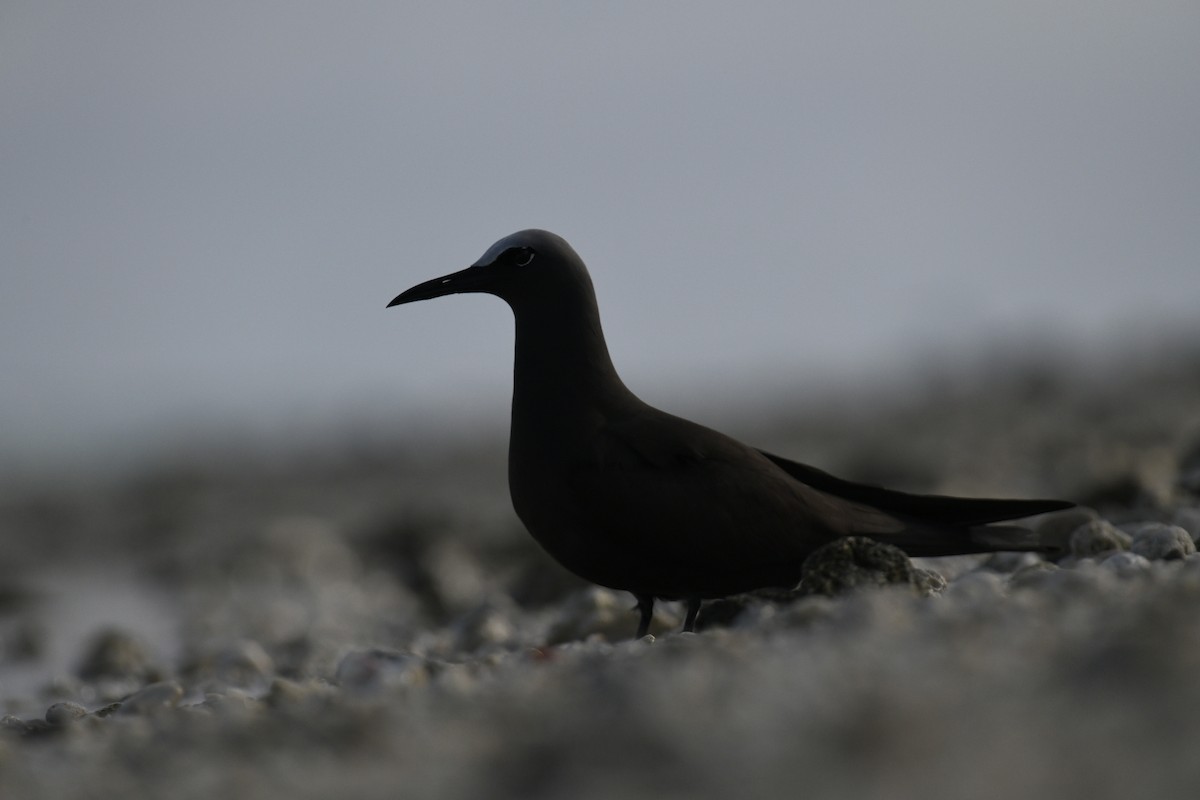 Brown Noddy - ML626673959