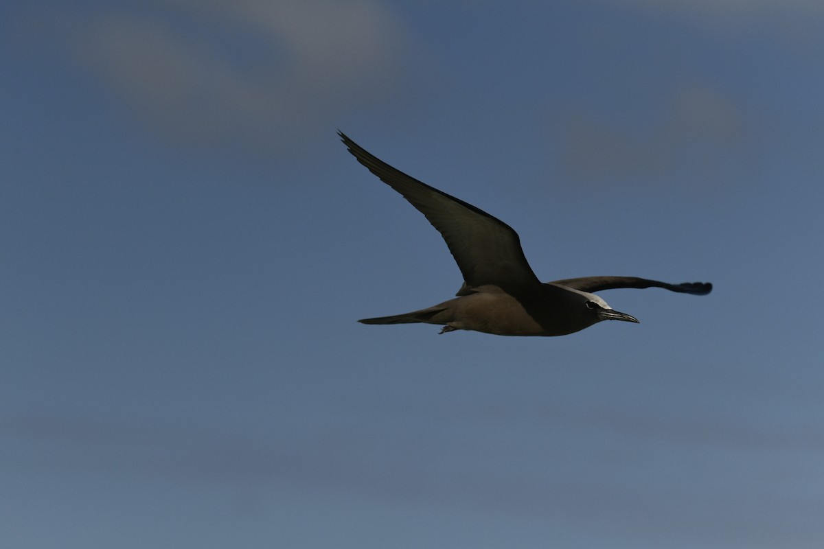 Brown Noddy - ML626673960