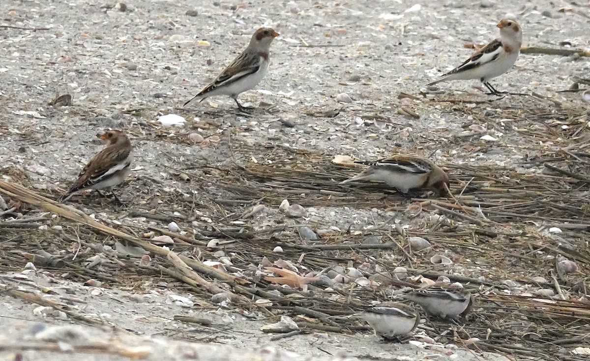 Snow Bunting - ML626674030