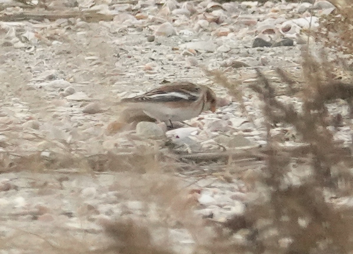 Snow Bunting - ML626674052