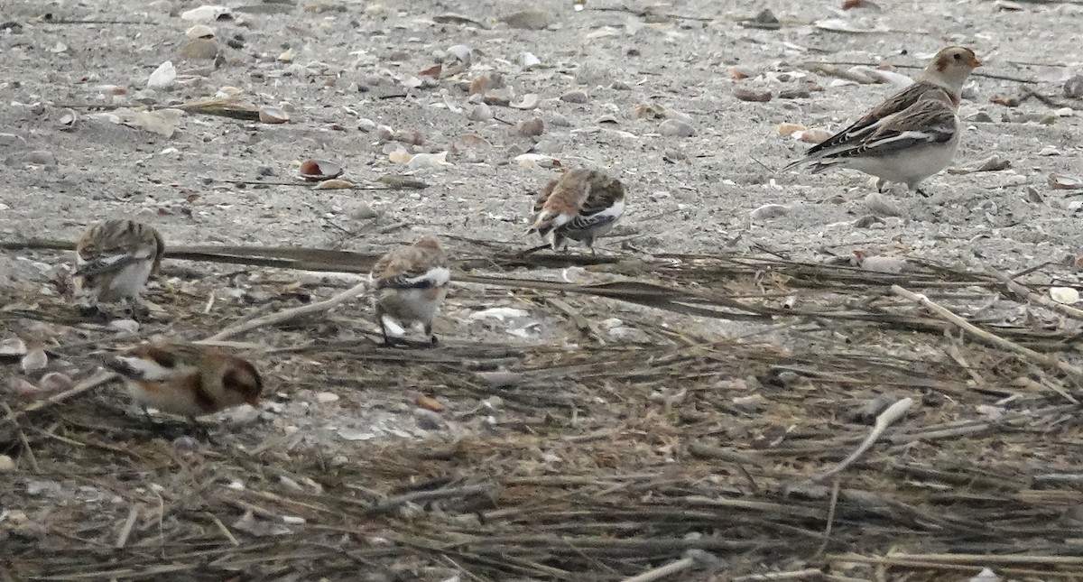 Snow Bunting - ML626674053