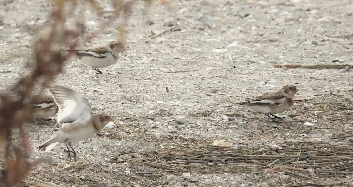 Snow Bunting - ML626674054