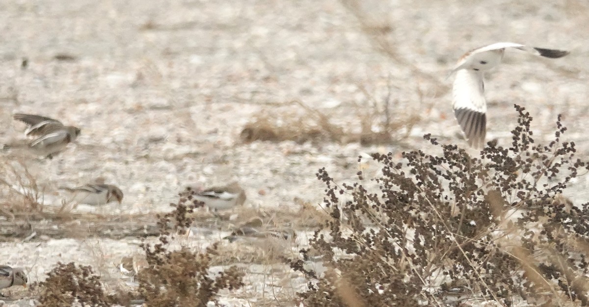 Snow Bunting - ML626674055