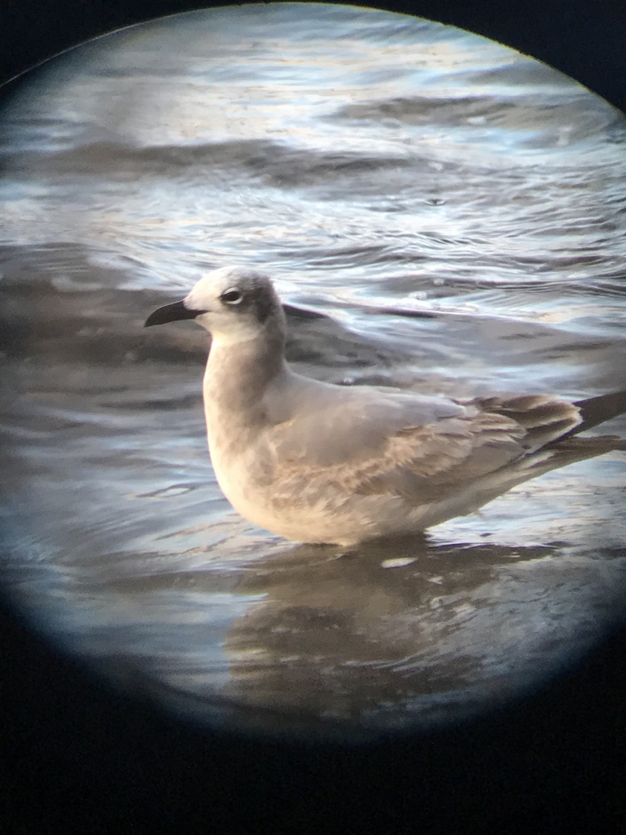 Laughing Gull - ML626674073