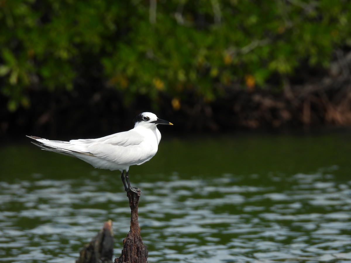 Sandwich Tern - ML626674207