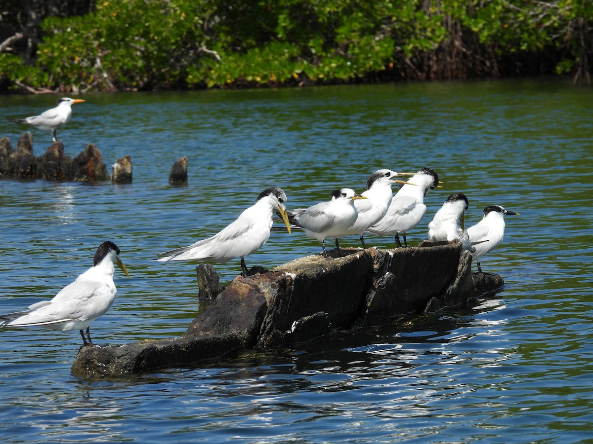 Sandwich Tern - ML626674208