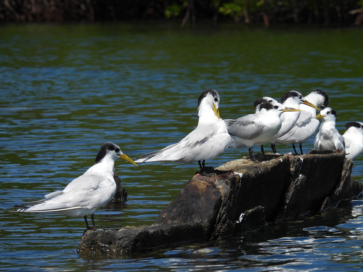 Sandwich Tern - ML626674210