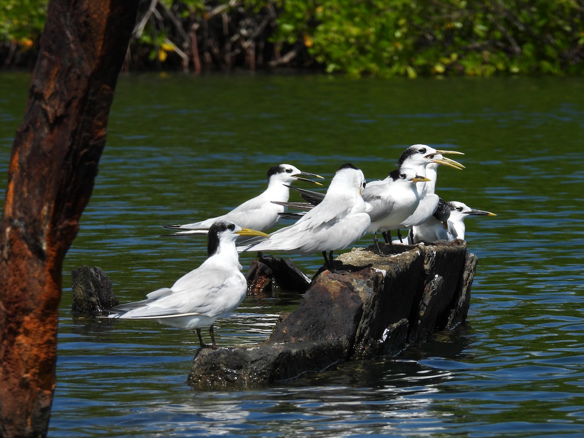 Sandwich Tern - ML626674211