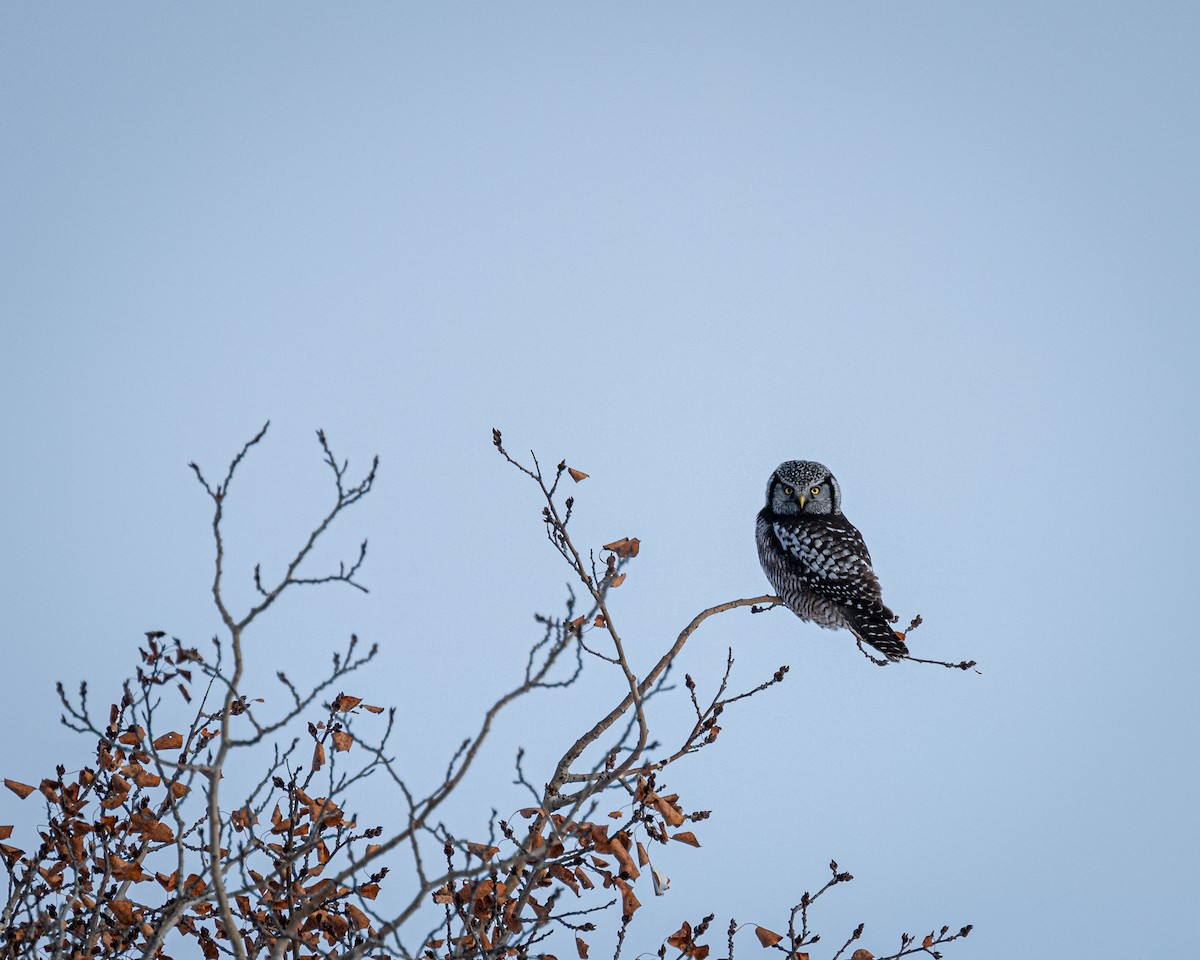 Northern Hawk Owl - ML626674360