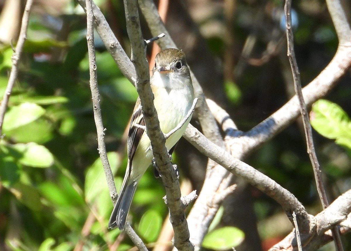 Least Flycatcher - ML626674419