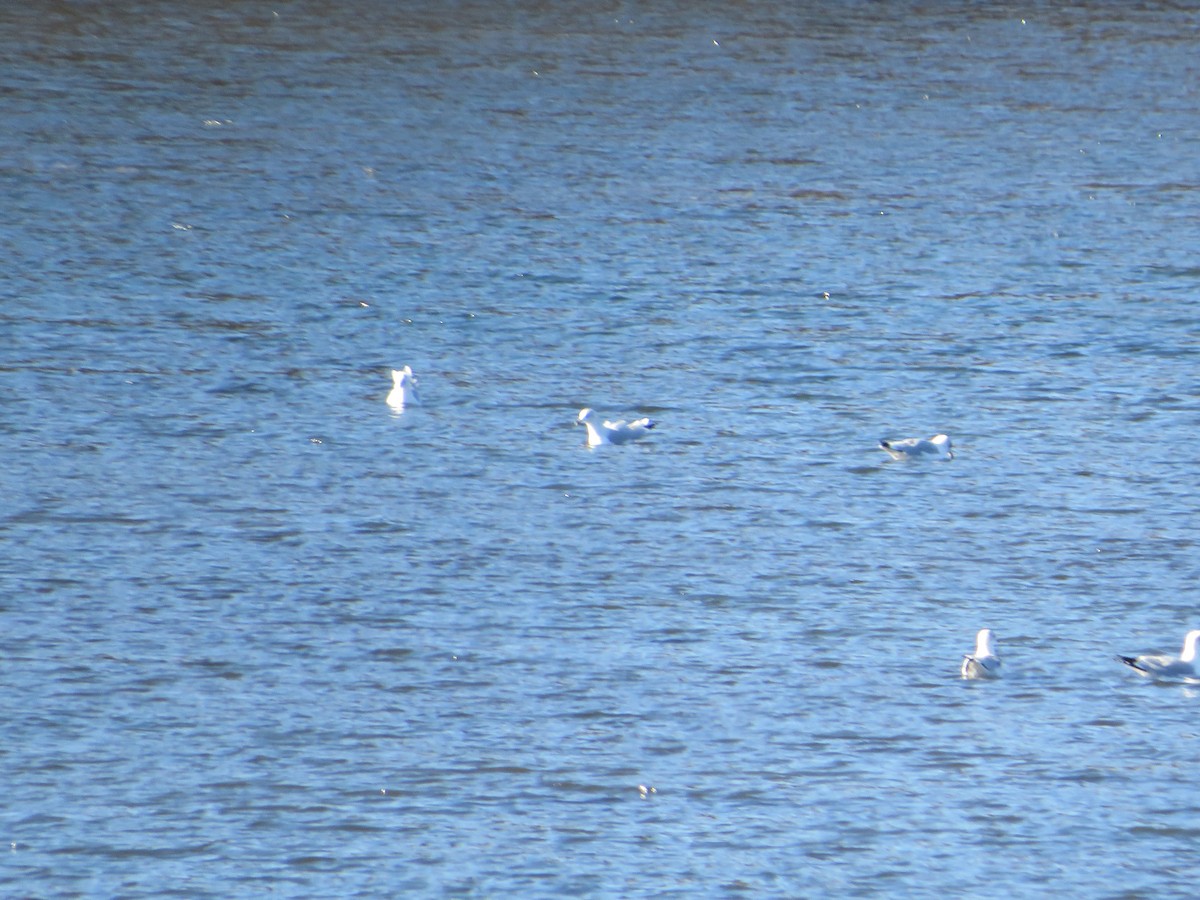 Ring-billed Gull - ML626674473
