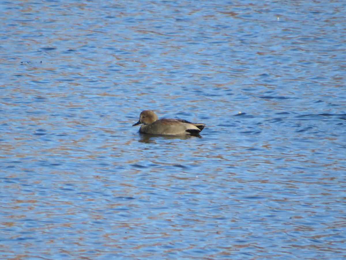 Gadwall - ML626674489