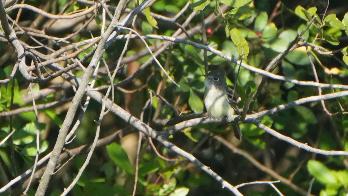 Least Flycatcher - ML626674518