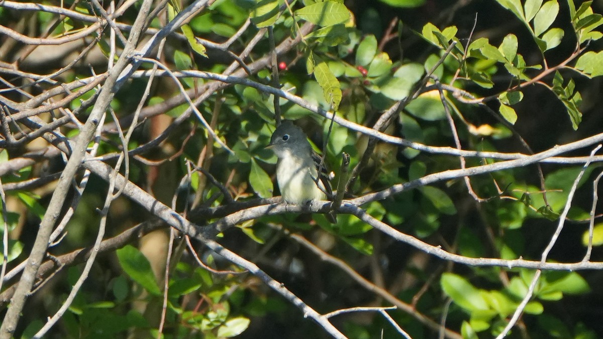 Least Flycatcher - ML626674531