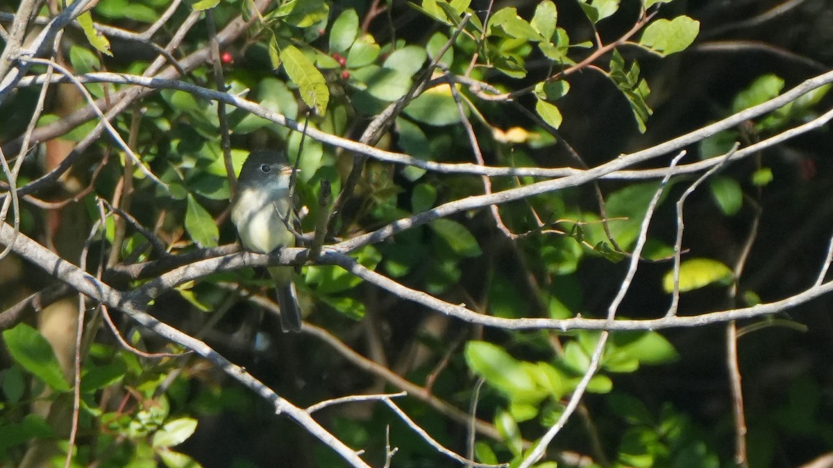 Least Flycatcher - ML626674534