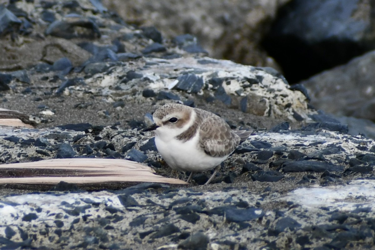 Snowy Plover - ML626674678