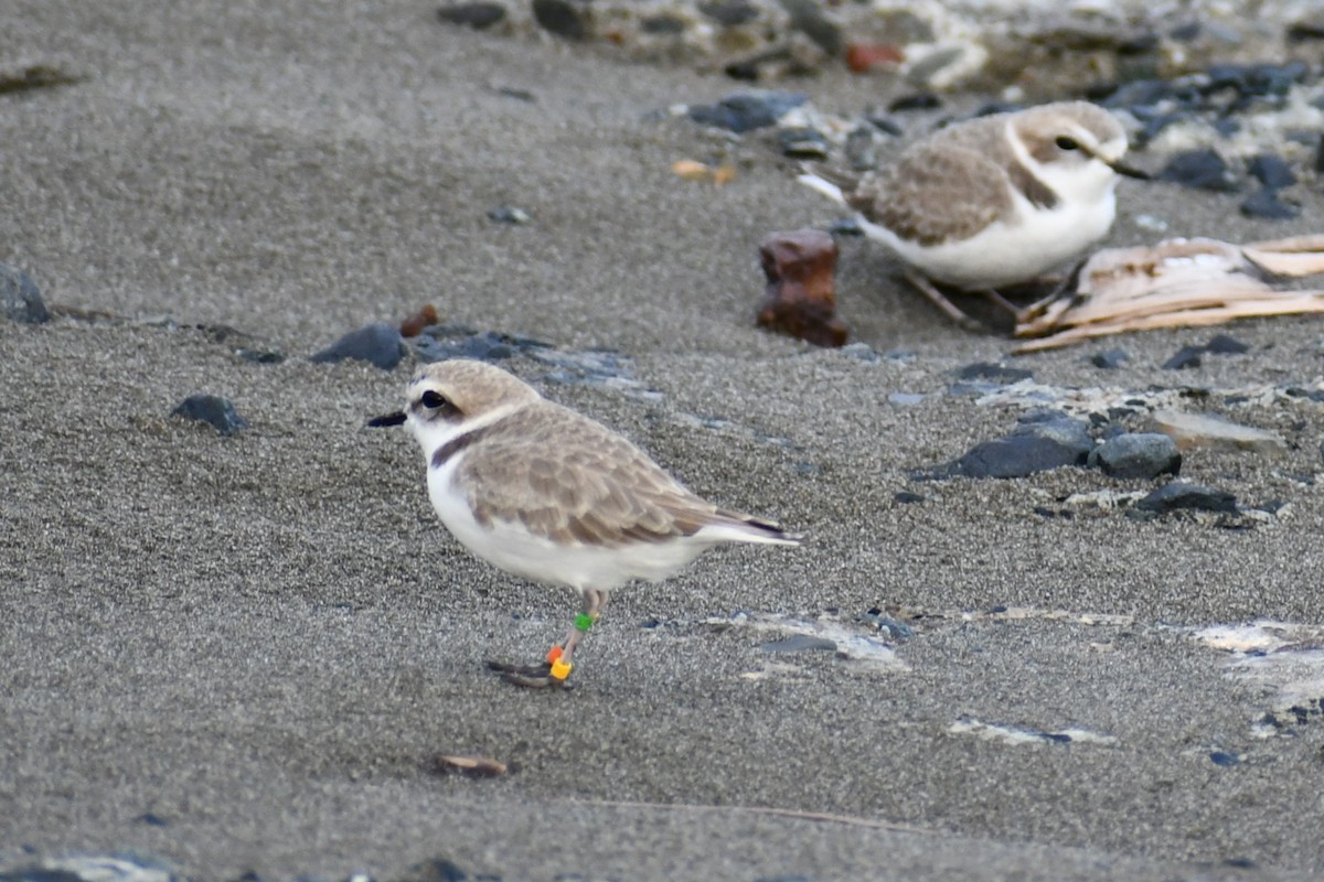 Snowy Plover - ML626674679