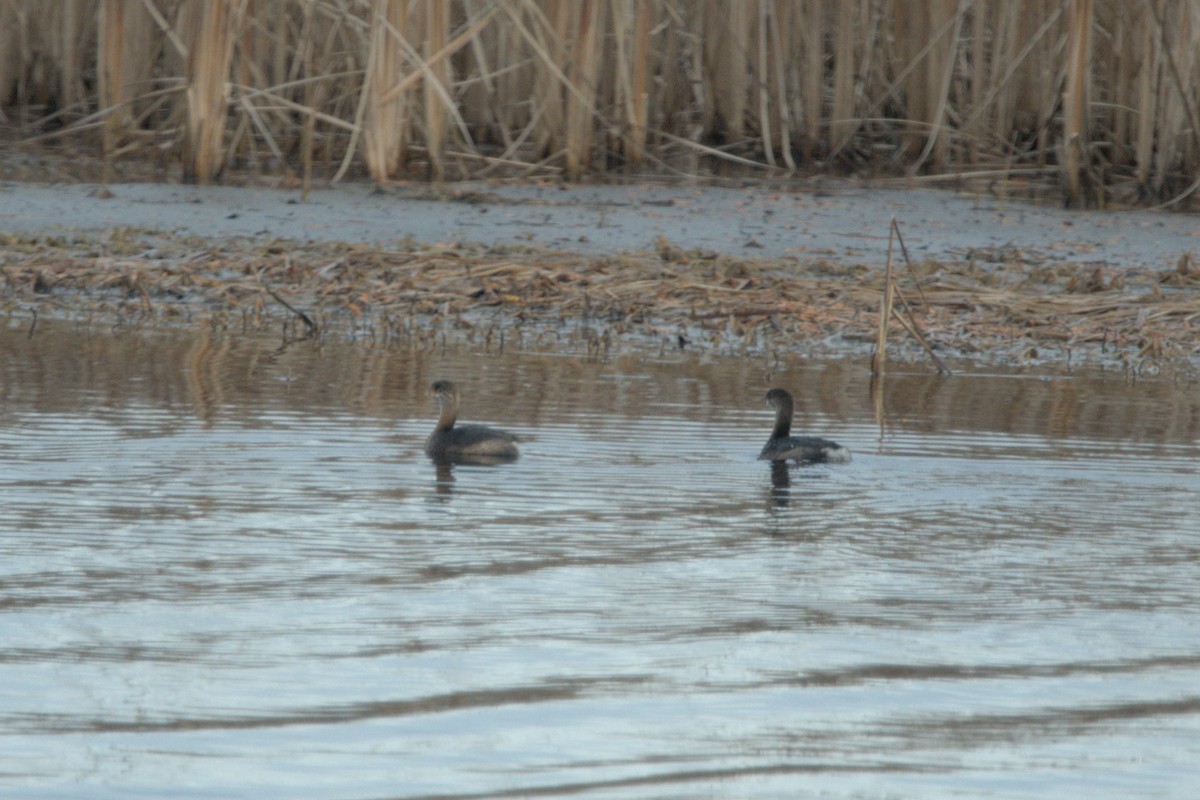 Pied-billed Grebe - ML626674872