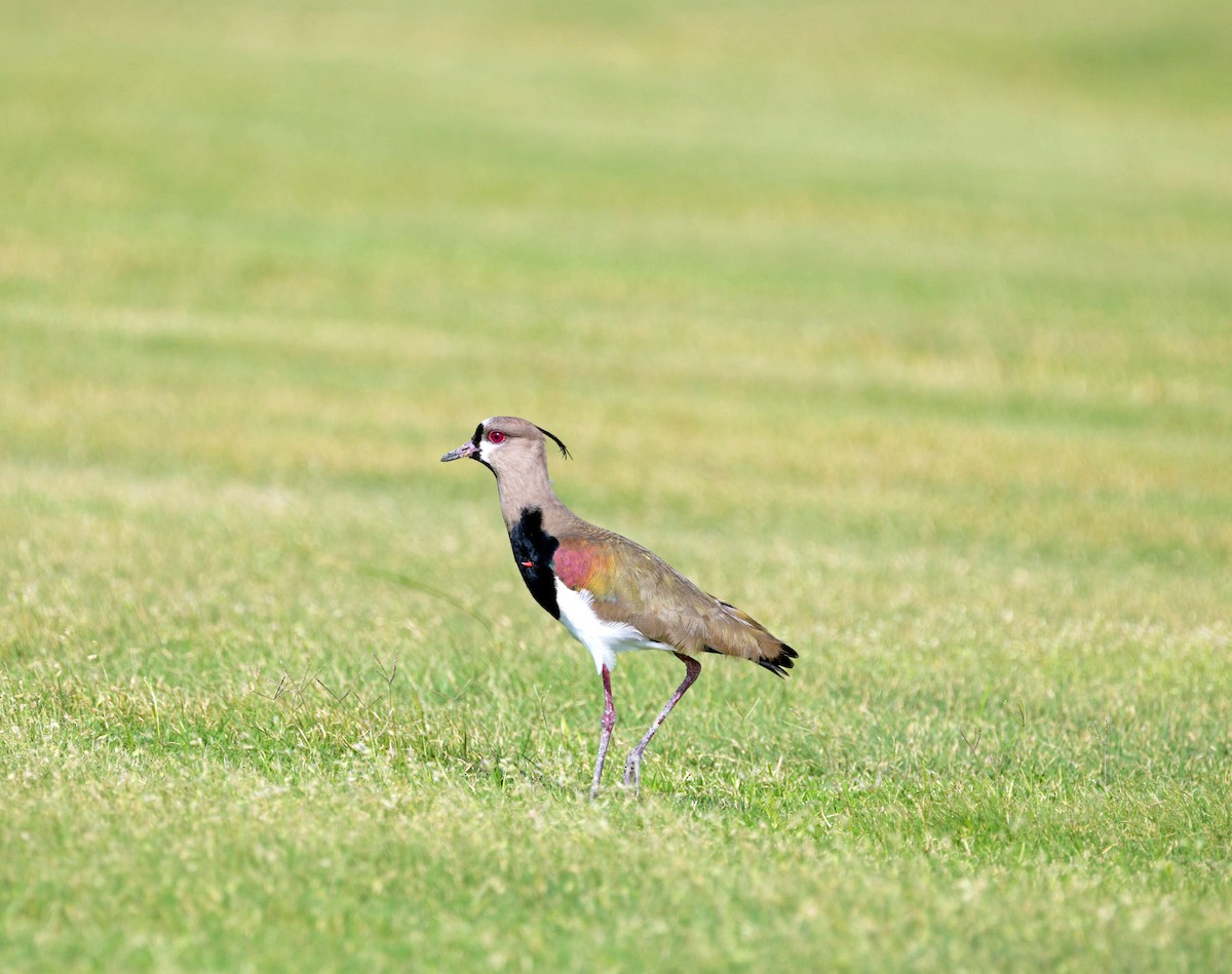 Southern Lapwing - ML626674874