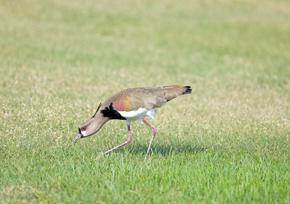 Southern Lapwing - ML626674875