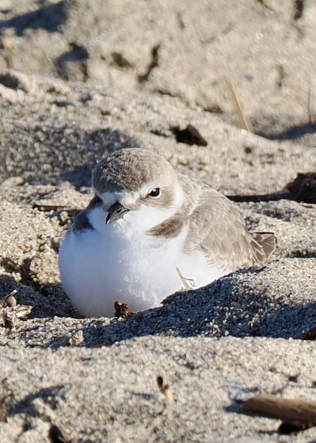 Snowy Plover - ML626674882