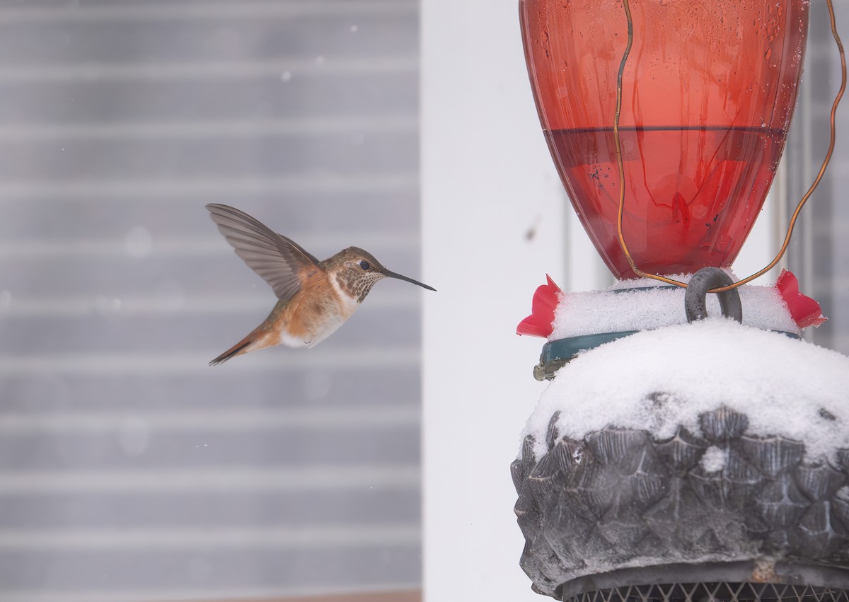 Rufous Hummingbird - ML626675181