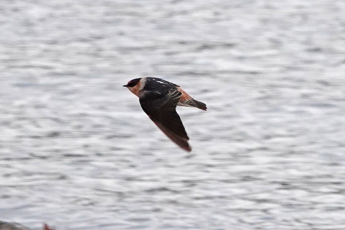 Cave Swallow - ML626675332