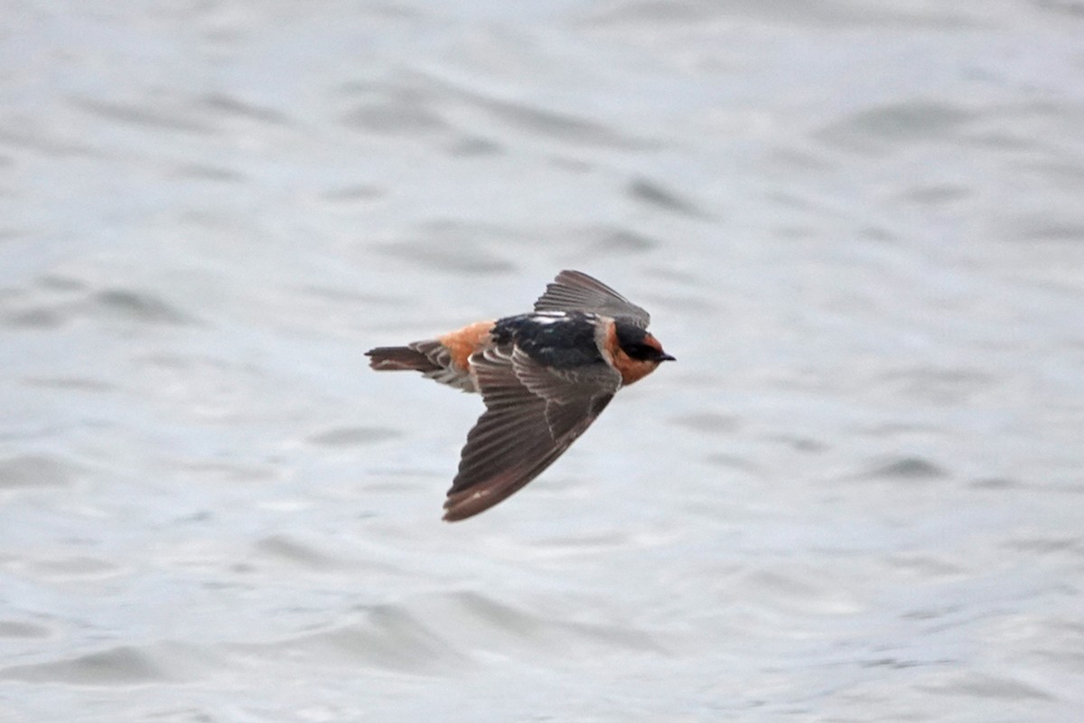 Cave Swallow - ML626675333