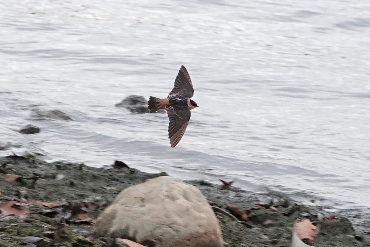 Cave Swallow - ML626675337