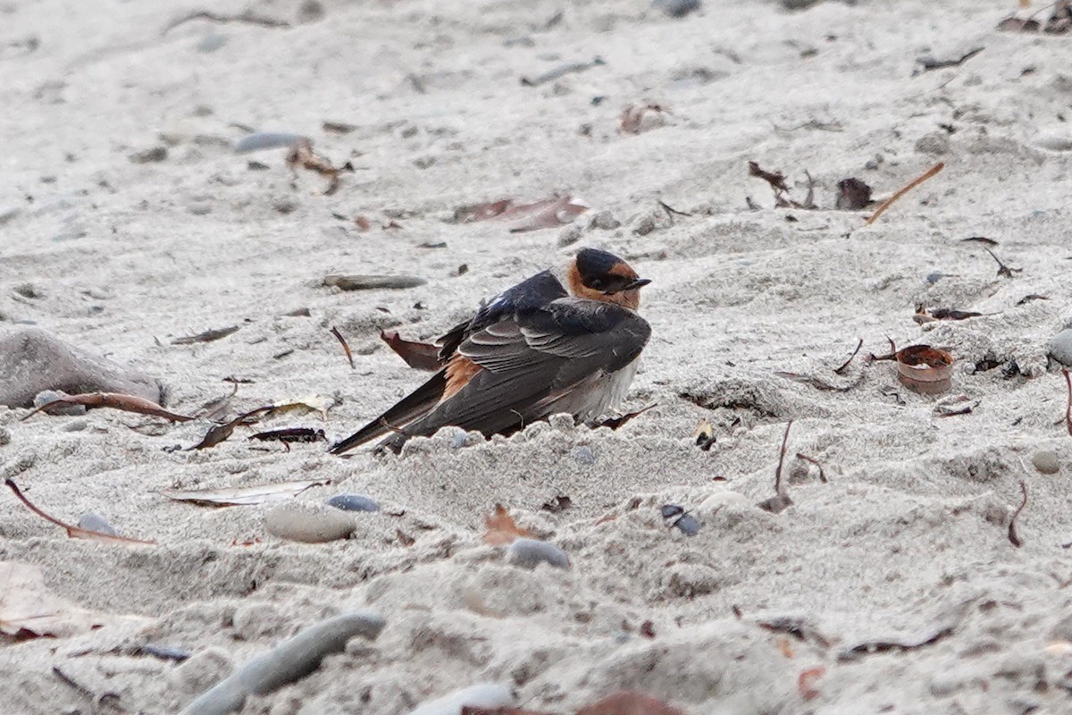 Cave Swallow - ML626675339